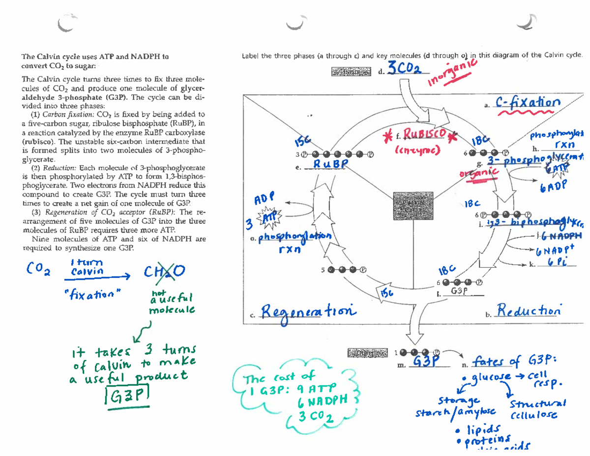 the-calvin-cycle-light-indep-rxns-biology-1002b-studocu