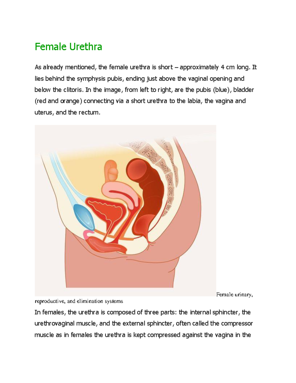 Female Urethra It lies behind the symphysis pubis, ending just above