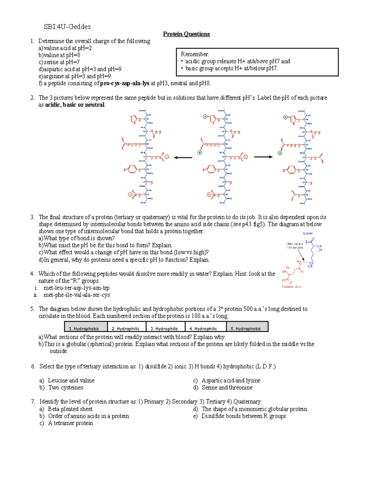 Day 2c Protein Worksheet Questions - Remember: acidic group releases H+ ...