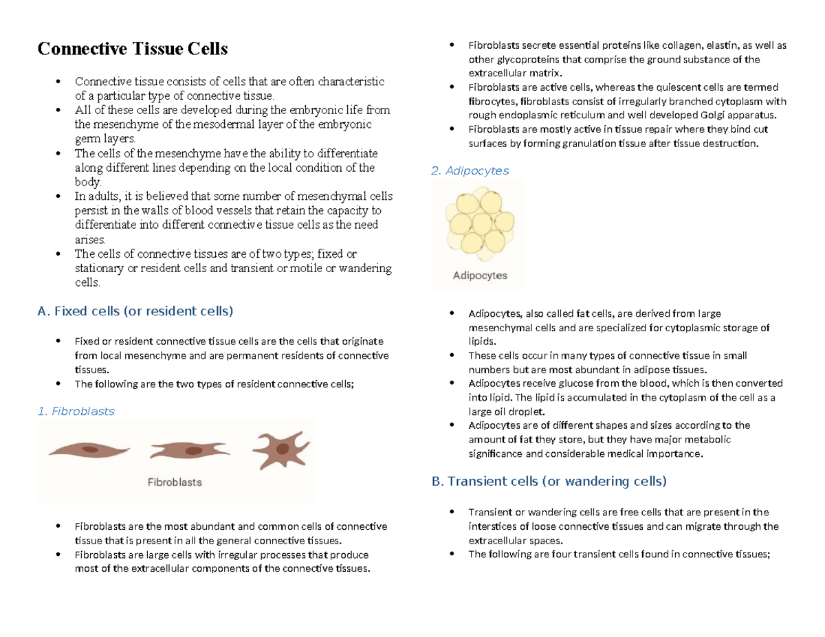 Connective Tissue Cells - All of these cells are developed during the ...