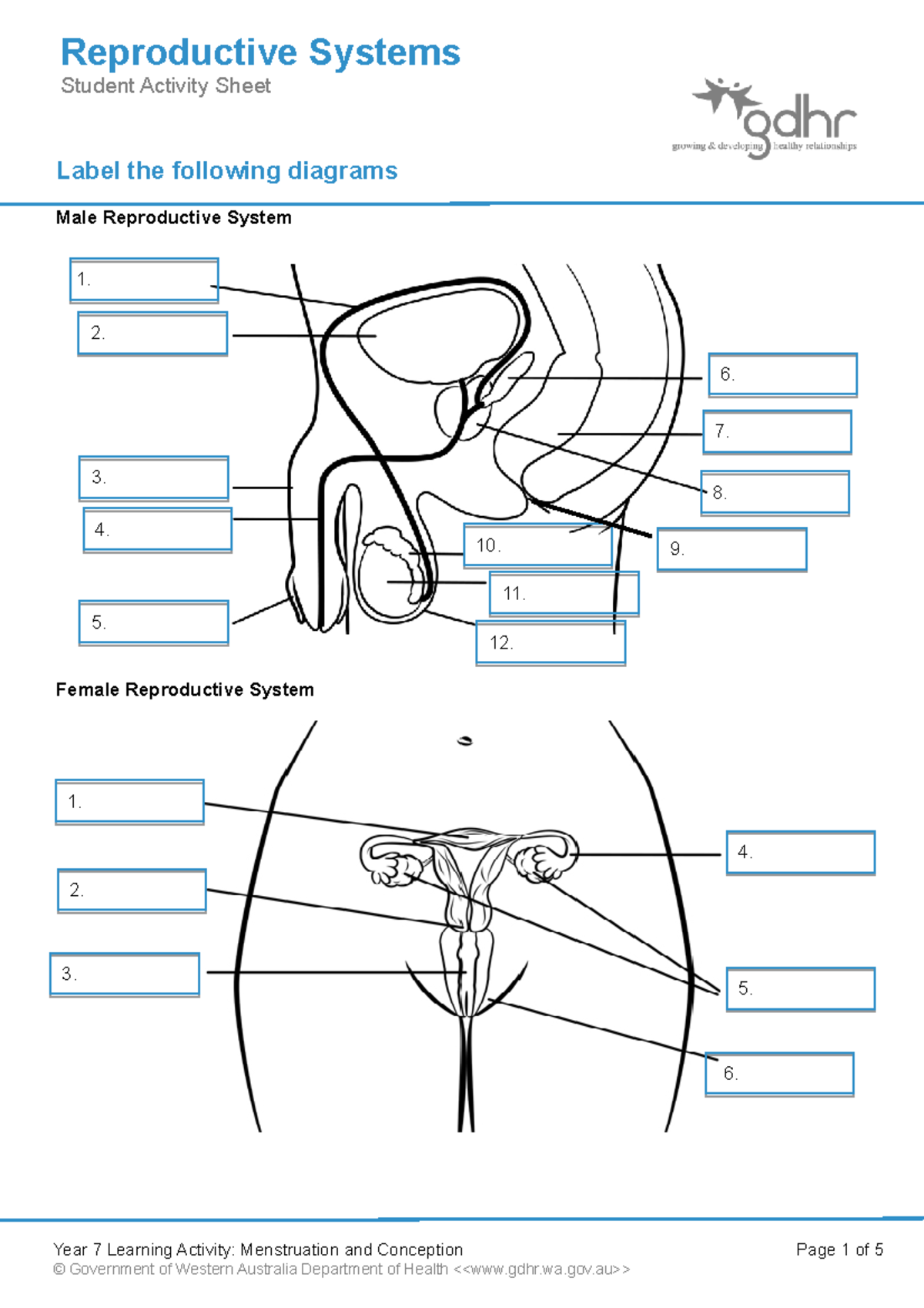 Sex Education Female And Male Anatomy Worksheets Printable