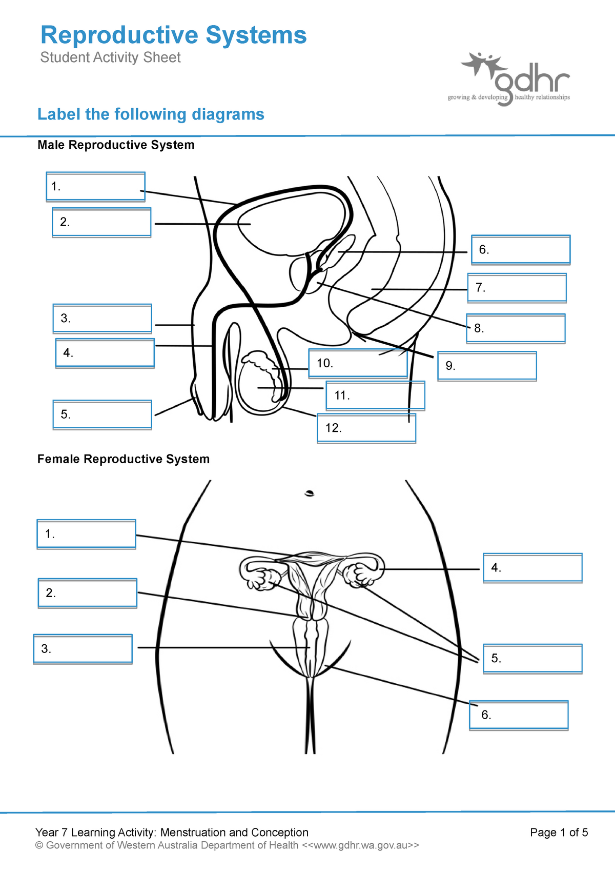 2 1 Reproductive Systems Student Worksheet Label The Following Diagrams Male Reproductive 