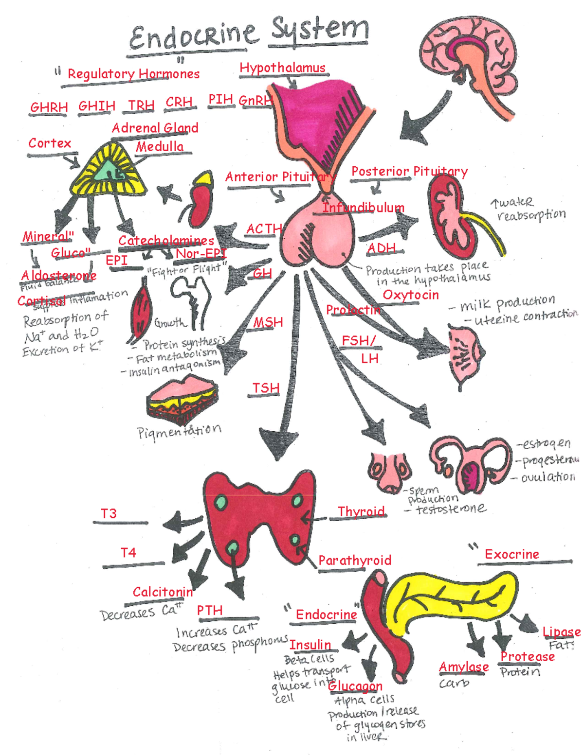 Disorders - let - Regulatory Hormones Hypothalamus GHRH GHIH TRH CRH ...