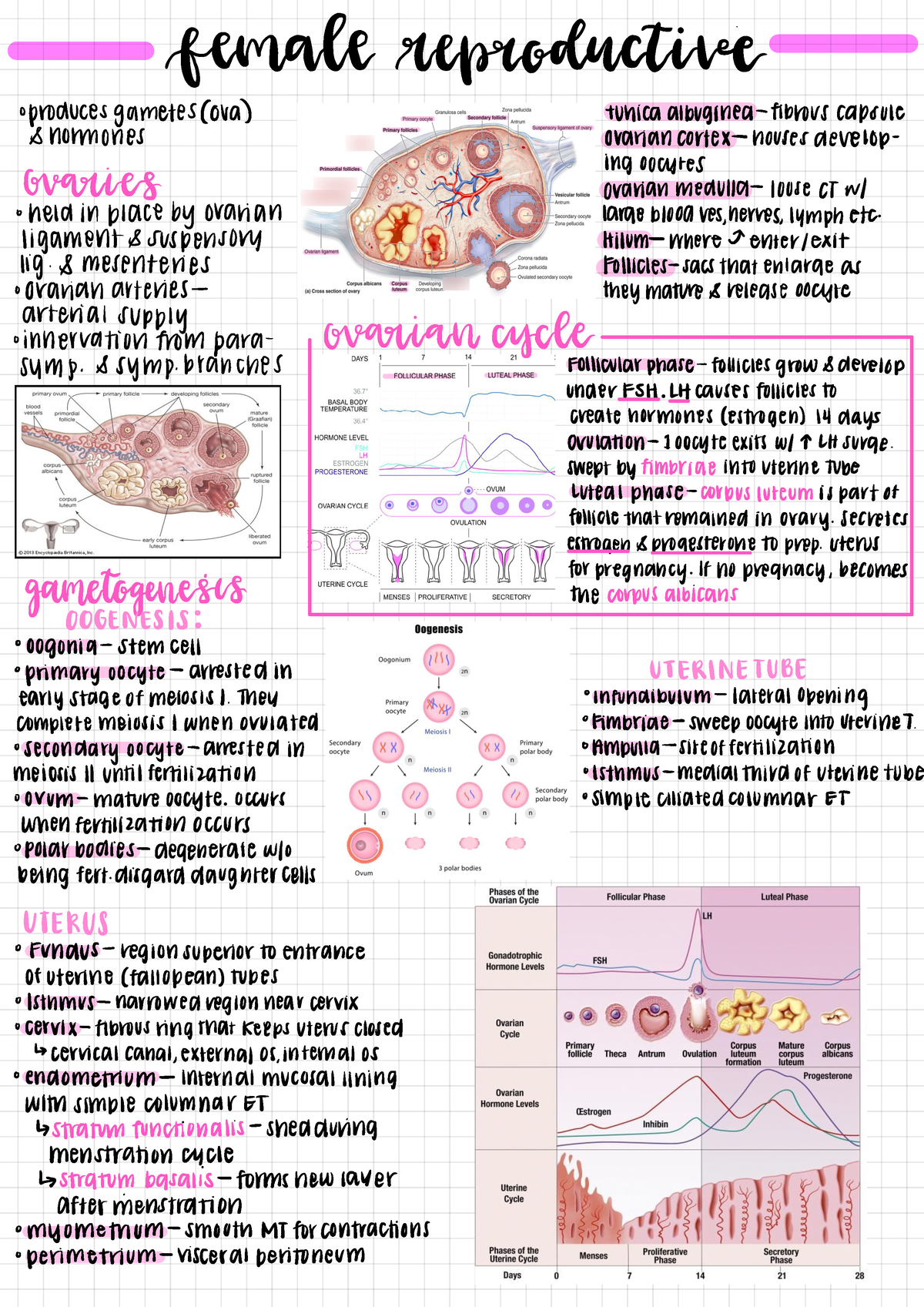 Unit 4 Lecture 6 (Female Reproductive) - female reproductive o ...