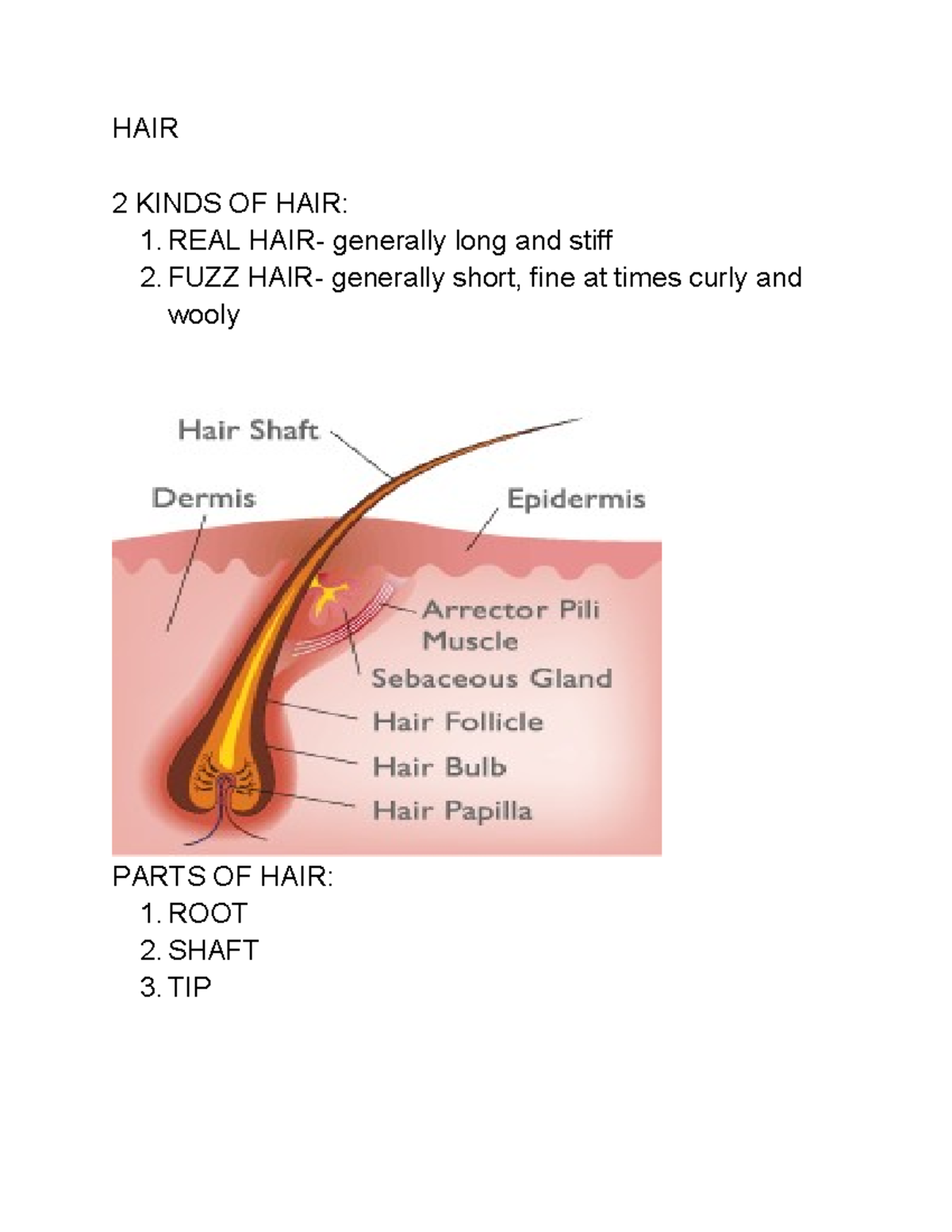 Hair textile lecture - HAIR 2 KINDS OF HAIR: REAL HAIR- generally long ...