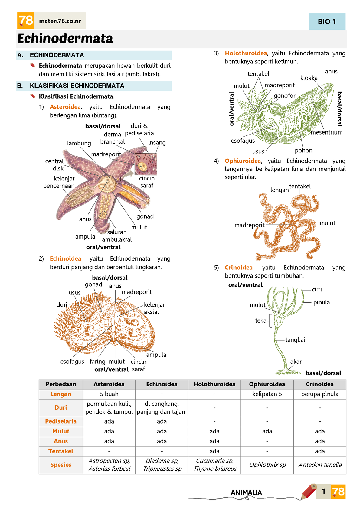 Echinodermata Biology - BIO 1 1 Materi78.co ANIMALIA Echinodermata A ...