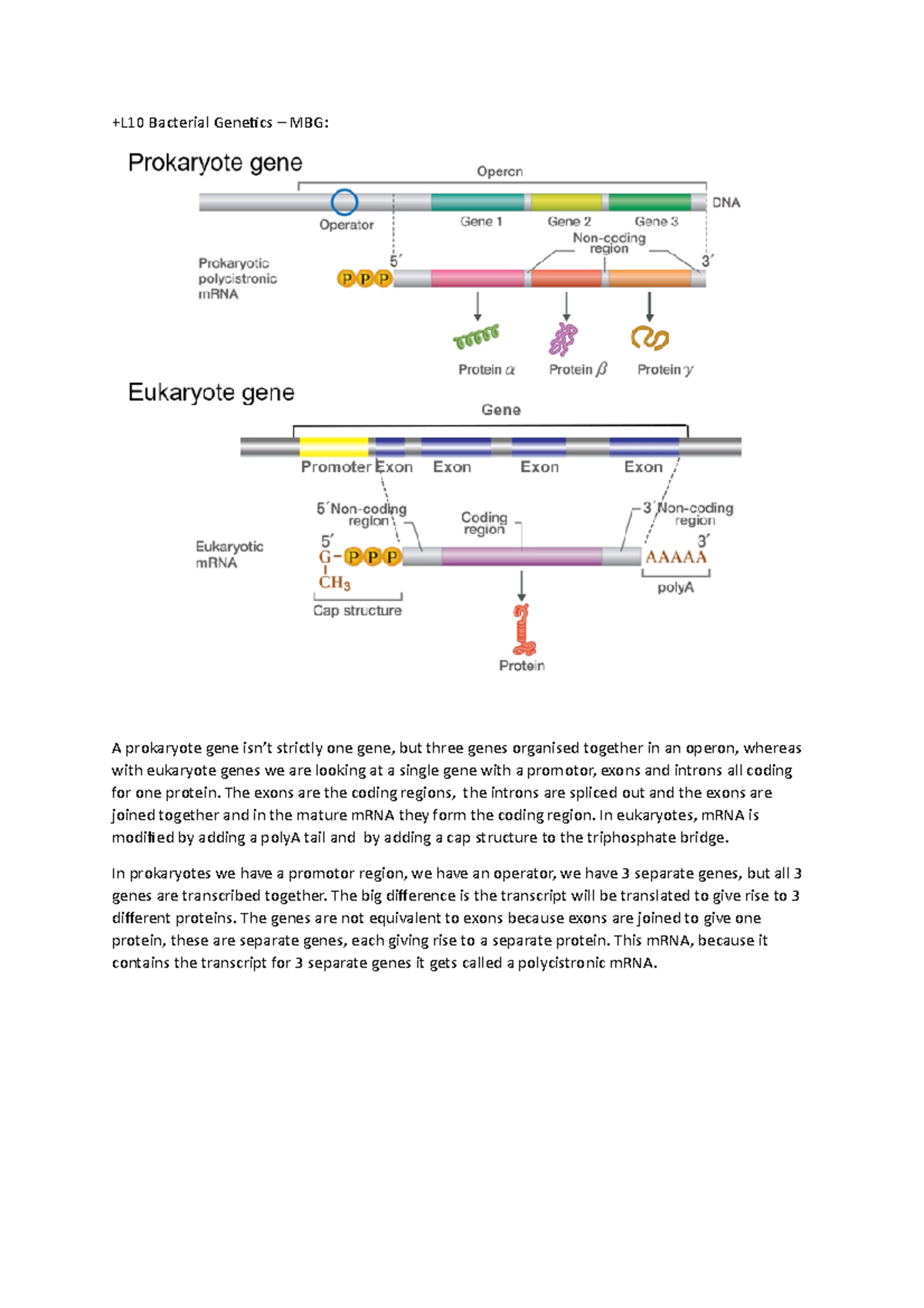 L10 Bacterial Genetics - The Exons Are The Coding Regions, The Introns ...