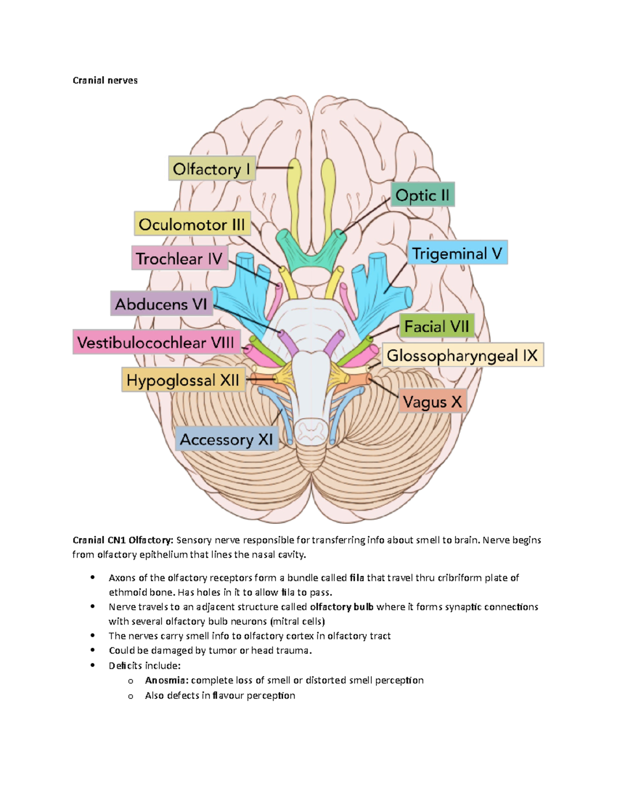 Cranial nerves Kine 3650 all nerves + tables for modalities ...