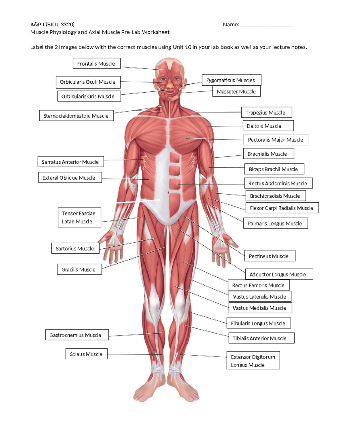 PRE LAB 5 Muscles Anatomy - Muscle Physiology and Axial Muscle Pre-Lab ...