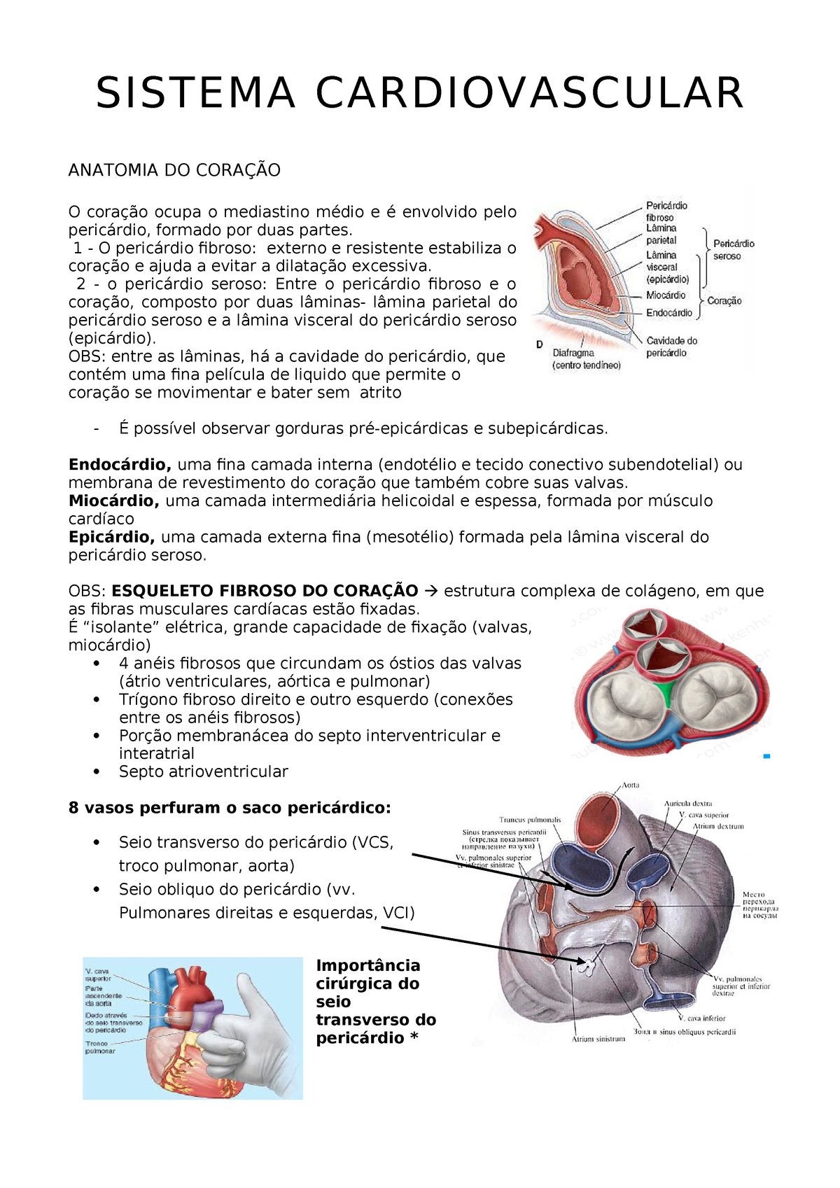 Sistema Cardiovascular Anatomia 1 Studocu