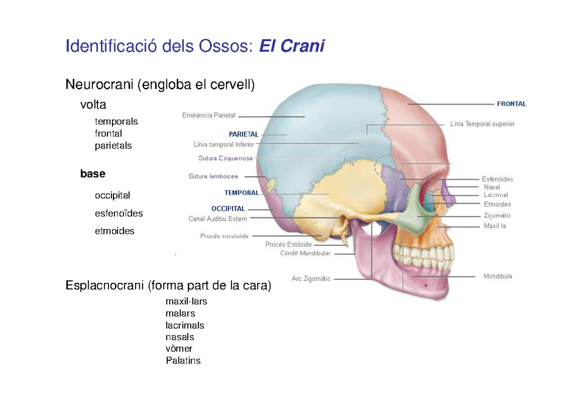Practica Osteologia - Evolución - Identificació dels Ossos: El Crani ...