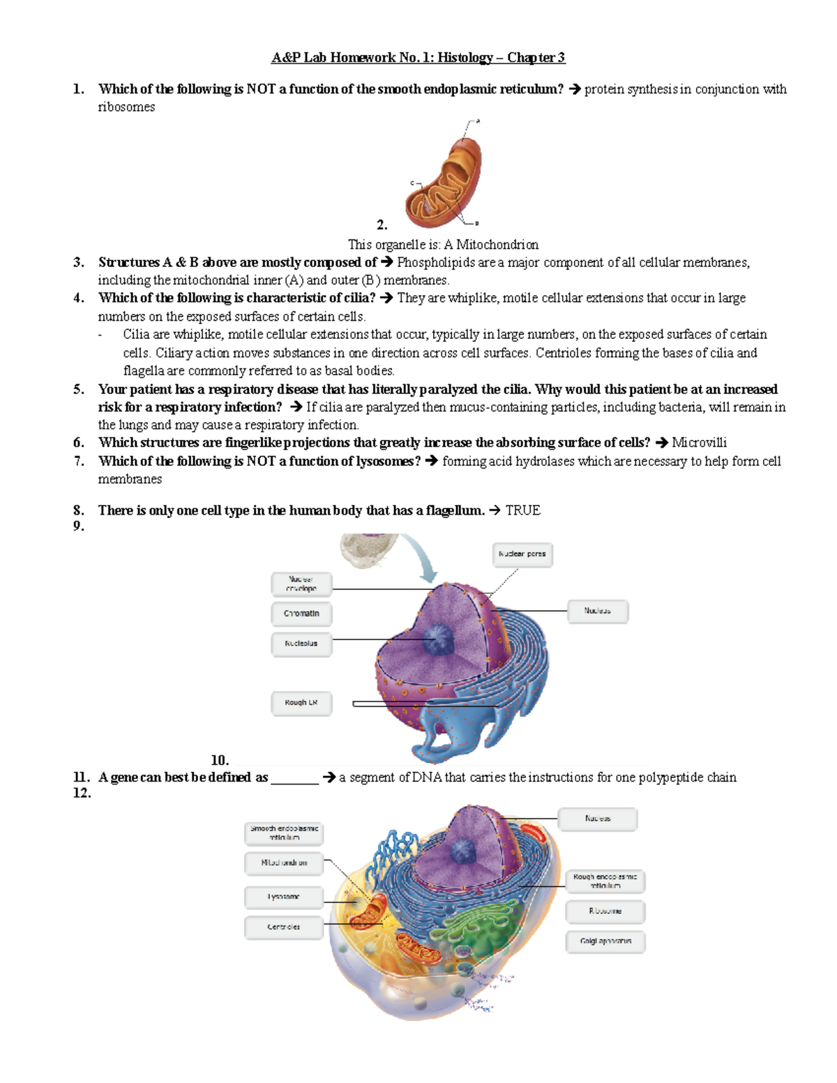 Aand P Homework Lab Hw Number 1 Histology Aandp Lab Homework No 1 Histology Chapter