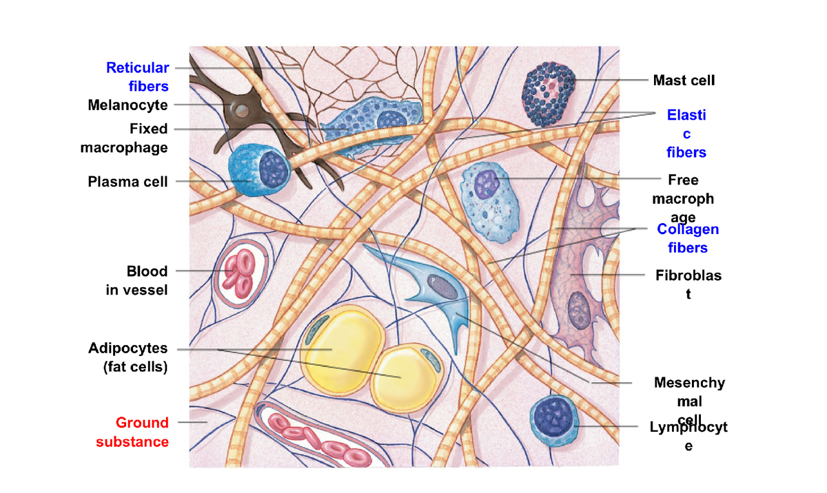 Labeled parts of tissue:cell - BIO 245 - Reticular fibers Mast cell ...