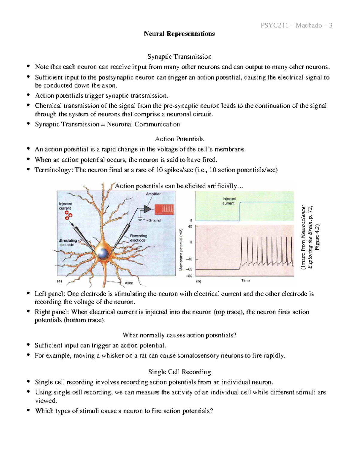 Lecture Notes 3 / notes - Neural Representations Synaptic Transmission ...