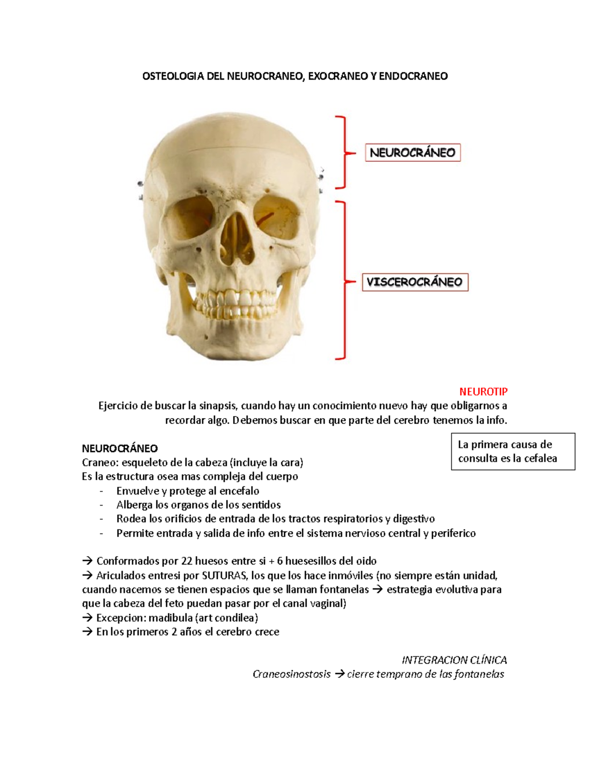 OSTEOLOGÍA DEL NEUROCRÁNEO - OSTEOLOGIA DEL NEUROCRANEO, EXOCRANEO Y ...