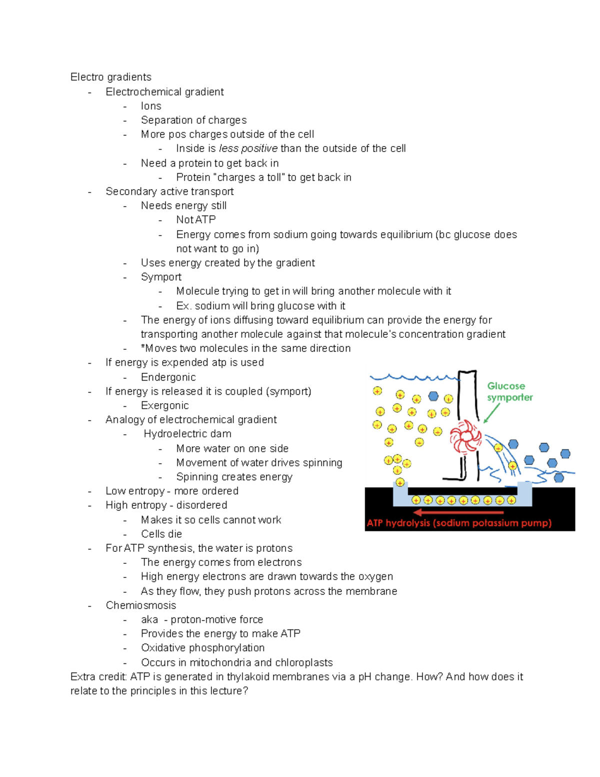 Electro Gradients Electro gradients Electrochemical gradient Ions