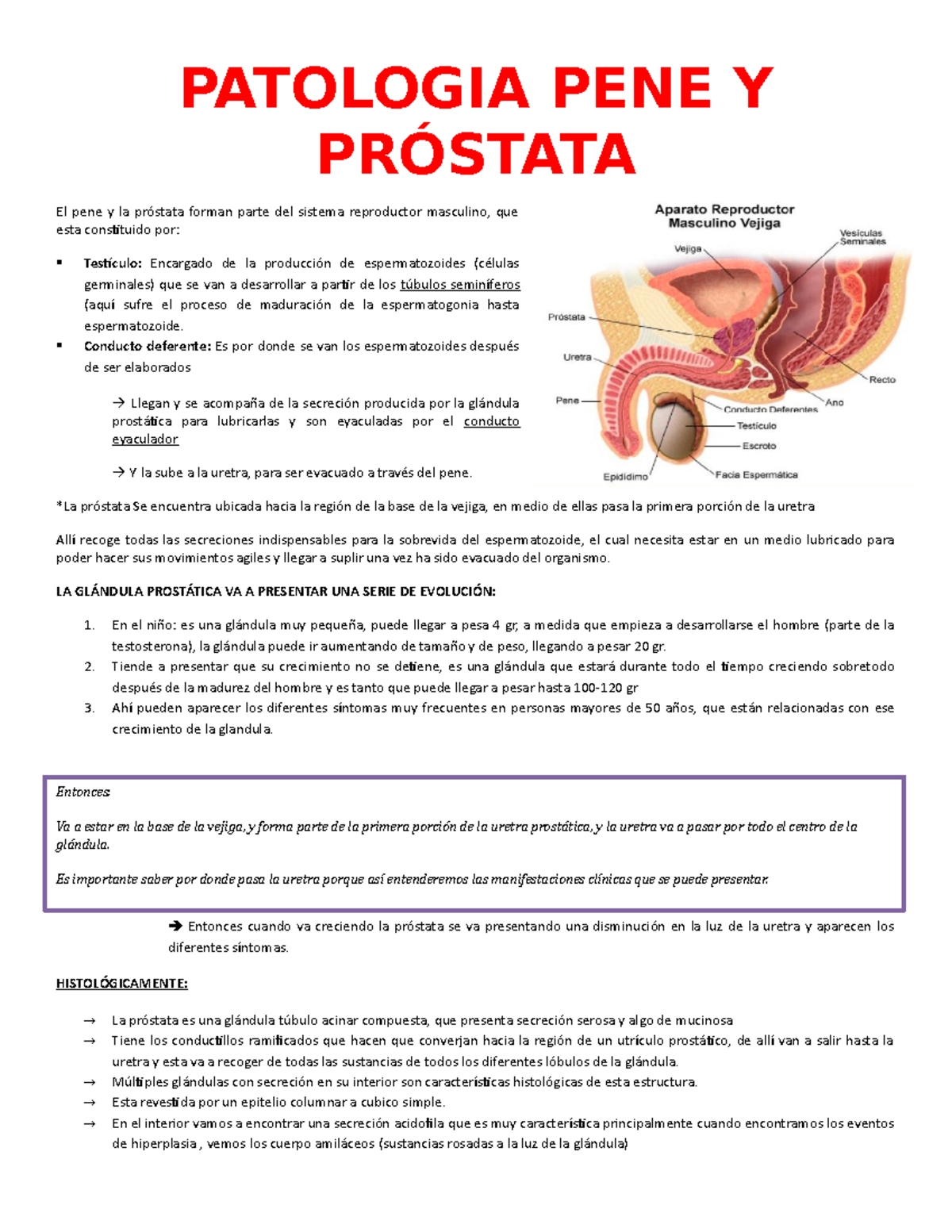 Patologia PENE Y Prostata - PATOLOGIA PENE Y PRÓSTATA El pene y la próstata  forman parte del sistema - Studocu