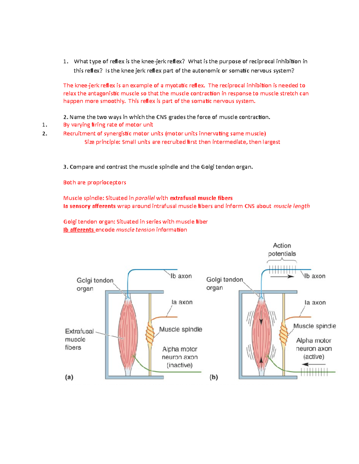Recitation Problem Set #8 answers - What type of relex is the knee-jerk ...