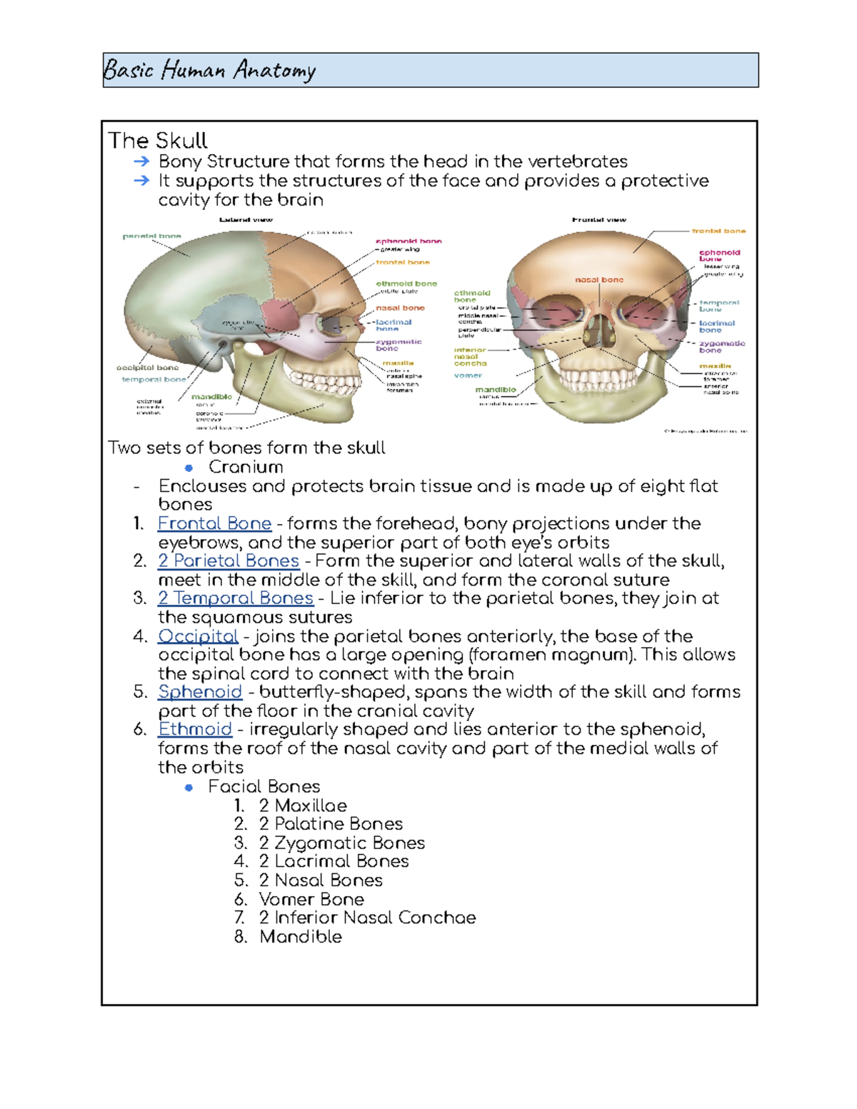 Basic Human Anatomy - Skull, Eye, Ear, Vertebral Column, Thoracic Cage ...