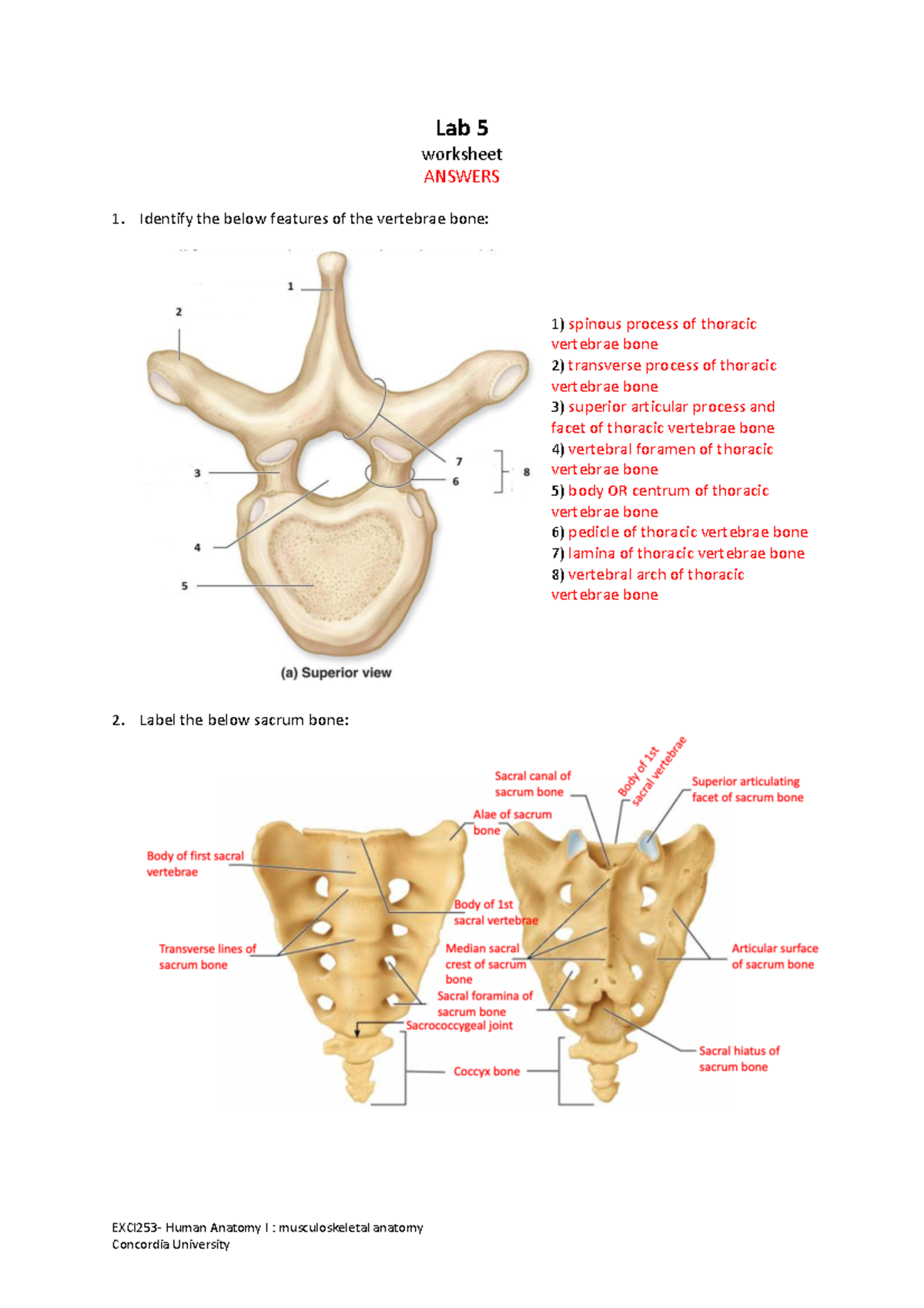 exci253-worksheet-lab-5-answers-exci253-human-anatomy-i