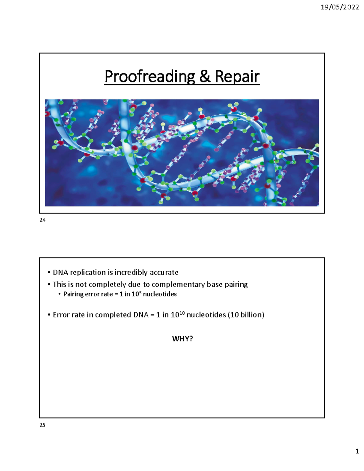 4.+Proof+Reading+ +Repair - Proofreading & Repair DNA replication is ...