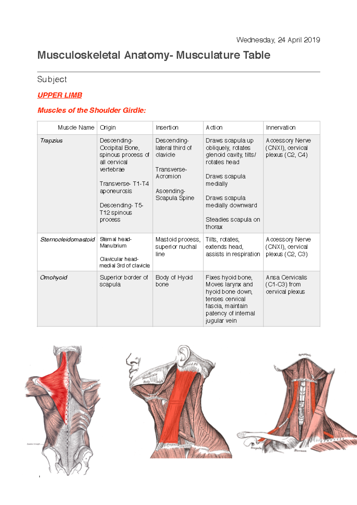 HUBS 1105 Muscle Table - Musculoskeletal Anatomy- Musculature Table ...