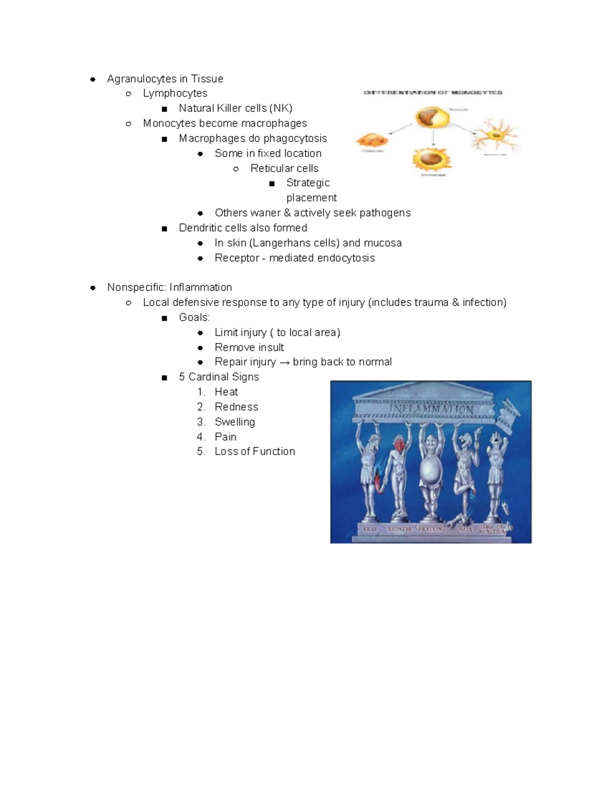 Pt 2 Ch. 21 Lymphatic System - Agranulocytes In Tissue Lymphocytes ...