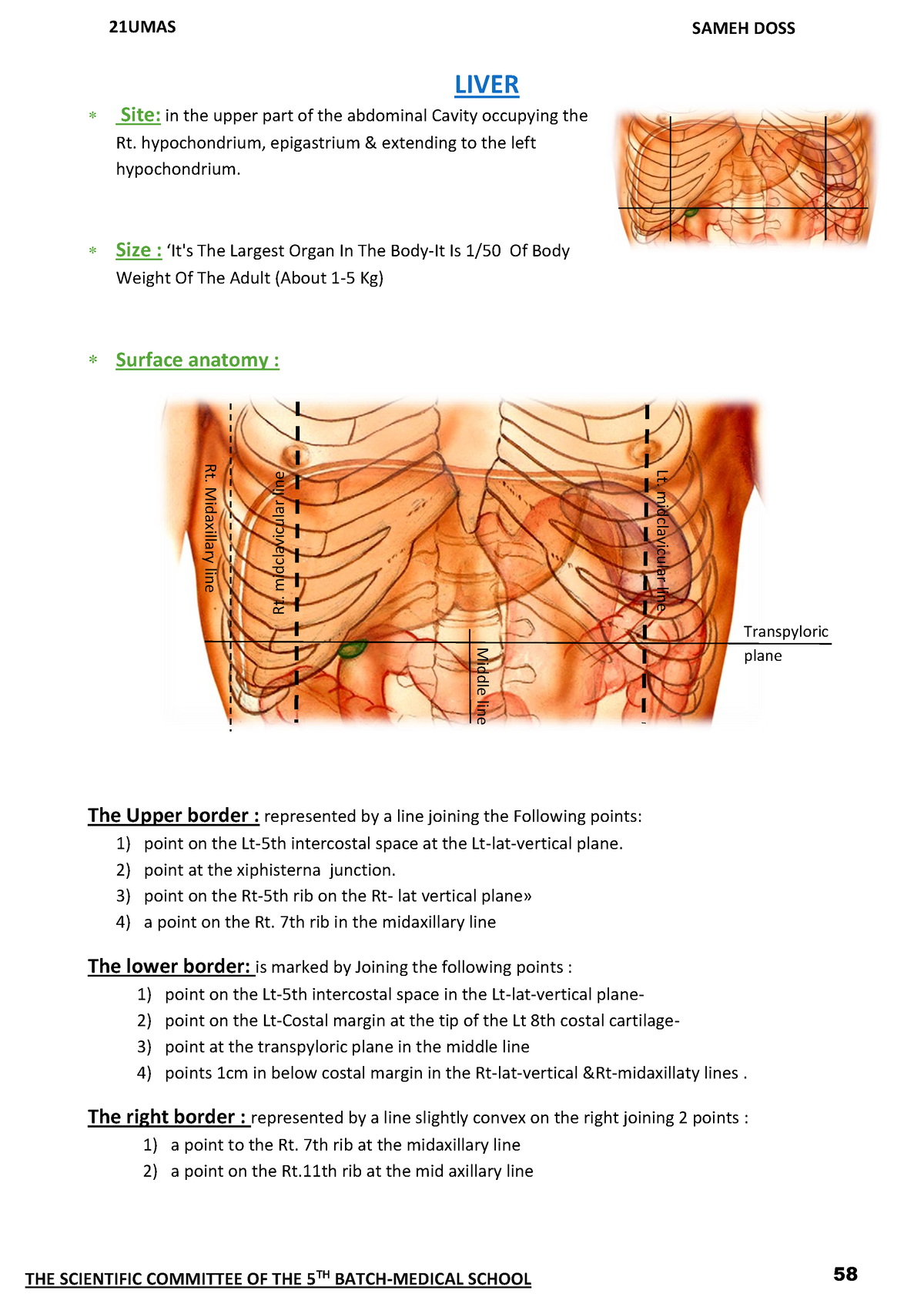 Liver anatomy summary - 58 LIVER Site: in the upper part of the ...