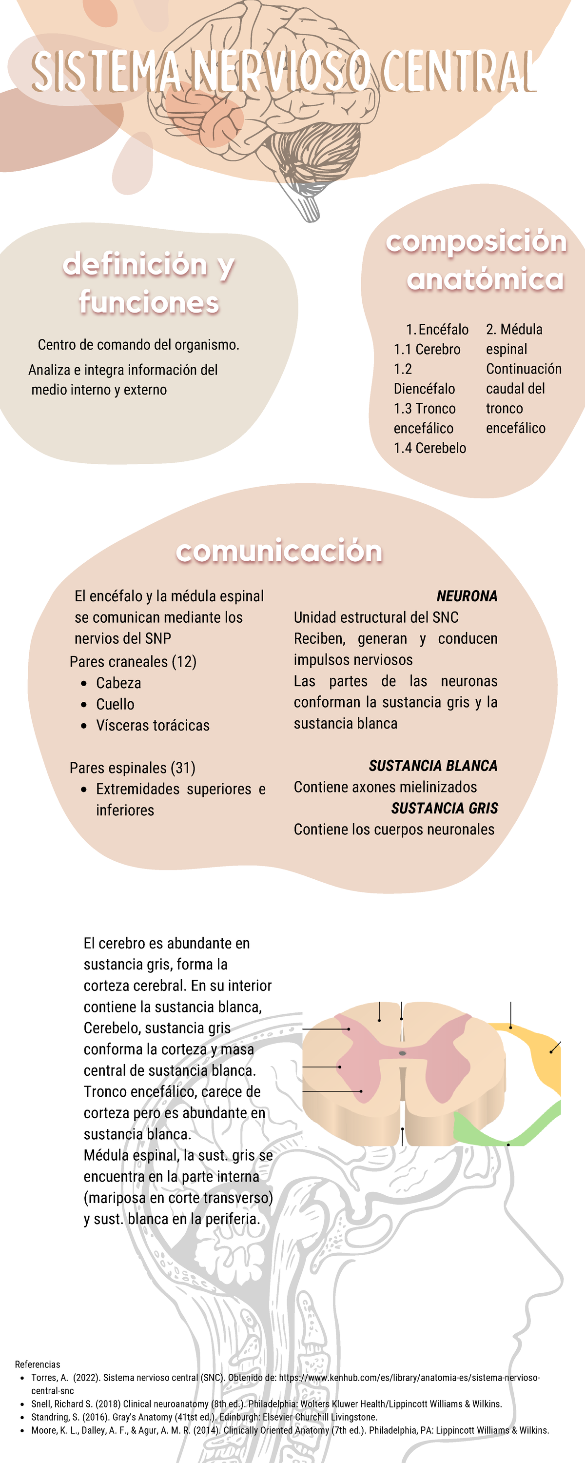 Sistema Nervioso Central Infografía Sistema Nervioso Centralsistema Nervioso Central Centro De 