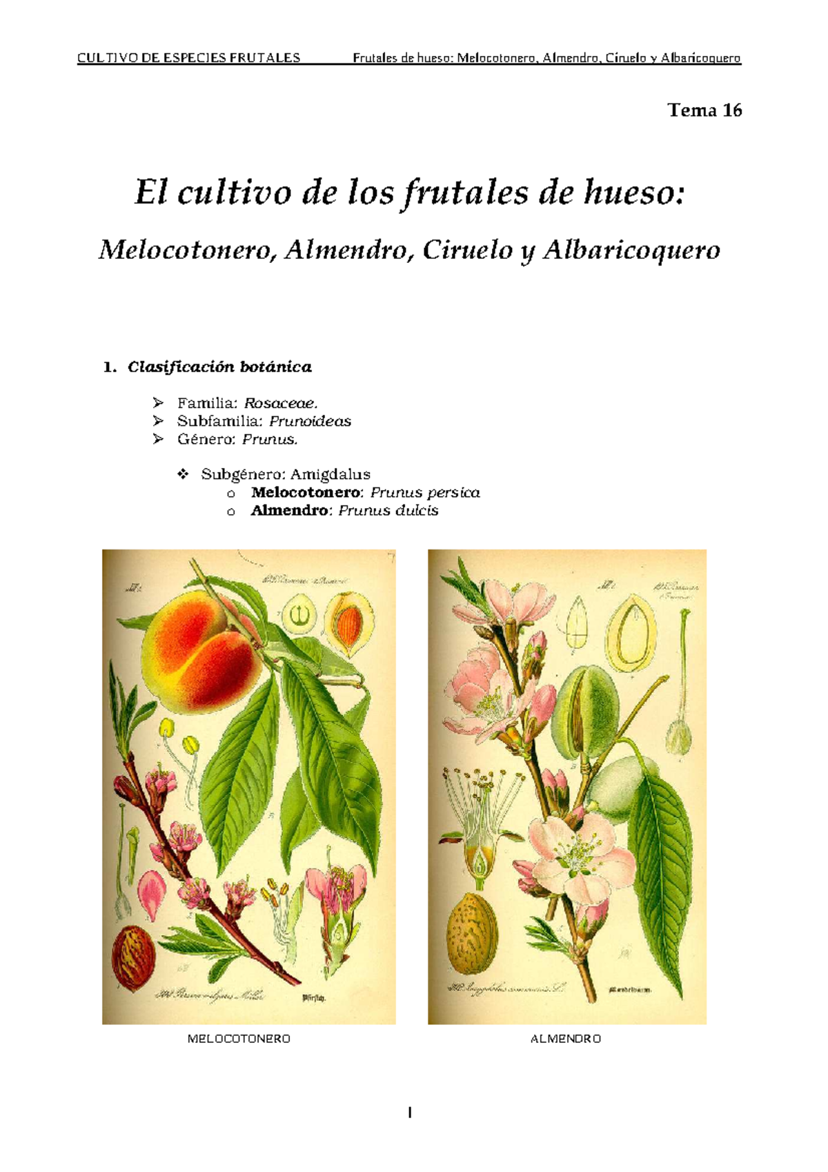 tema-16-frutales-de-hueso-cultivo-de-especies-frutales-frutales-de