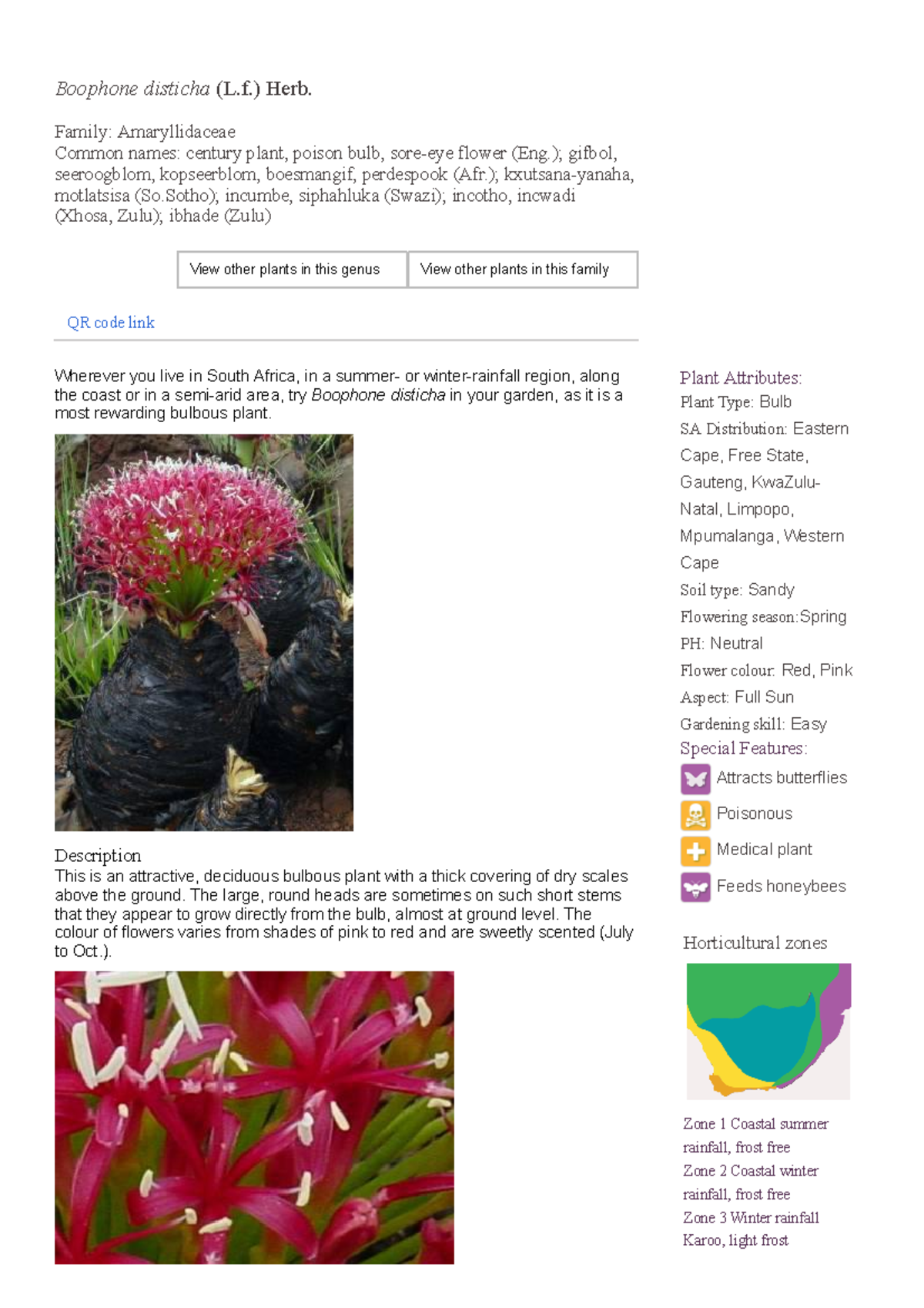 Boophone disticha Plantz Africa - Boophone disticha (L.) Herb. Family ...