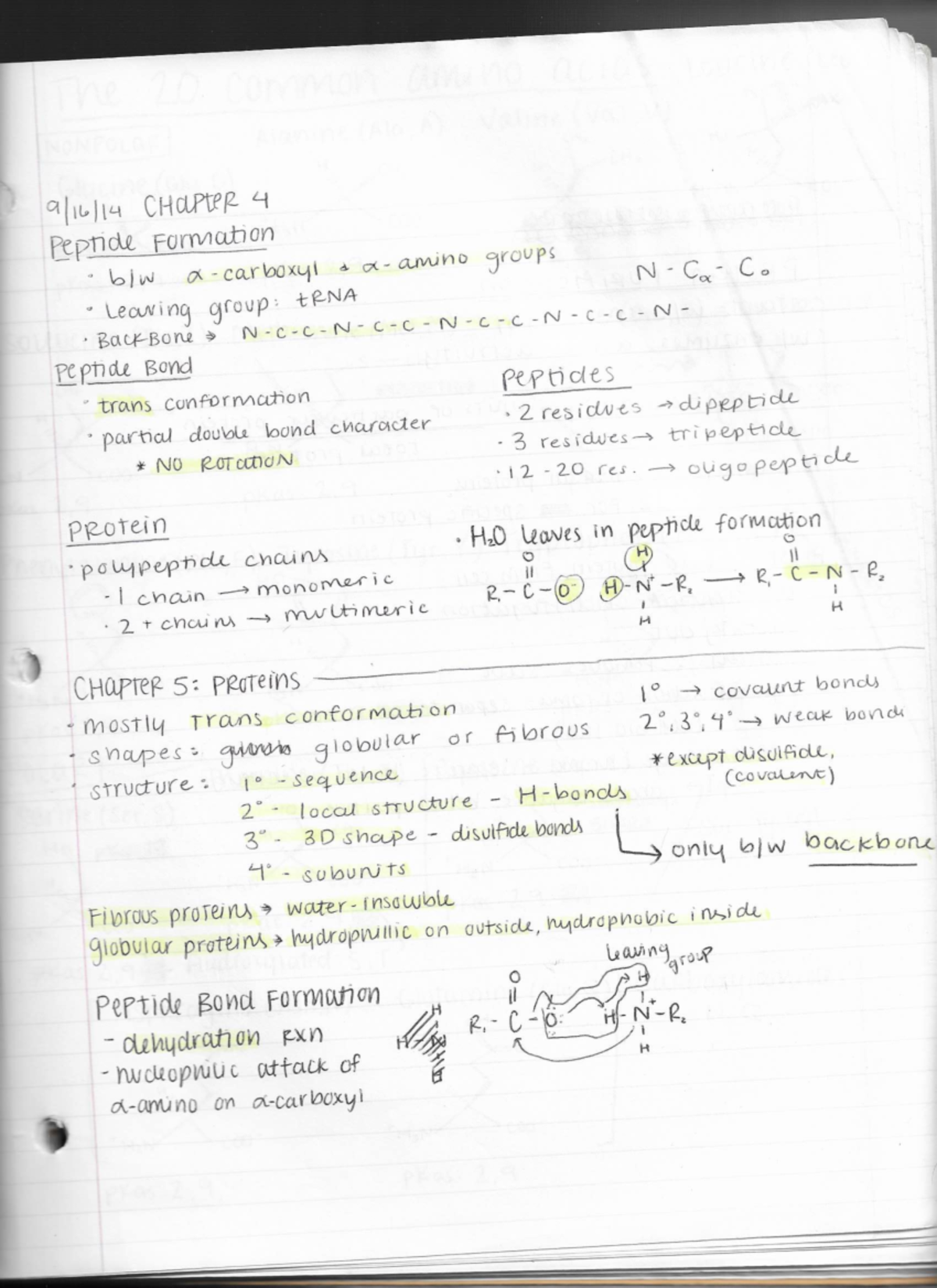 BIOC 4550 Ch 4-5 Notes - amino acids and proteins - pm‘md do‘bu \oomul ...