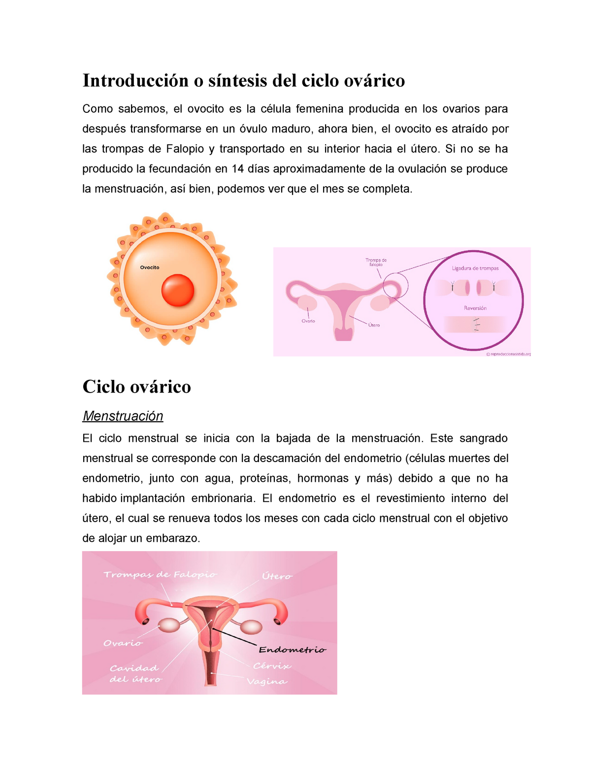 Ciclo Ovarico Menstrual Cielo Introducción O Síntesis Del Ciclo Ovárico Como Sabemos El 4104