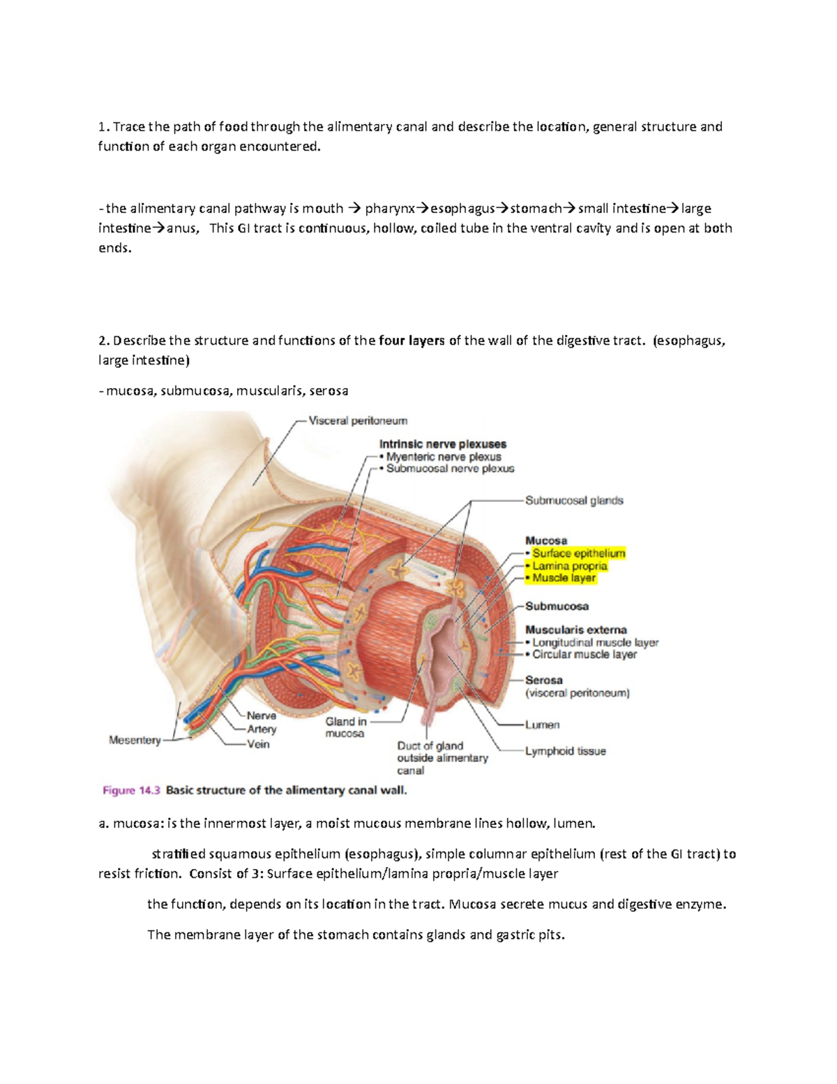 Outcome answer W5 digestive sys - Trace the path of food through the ...