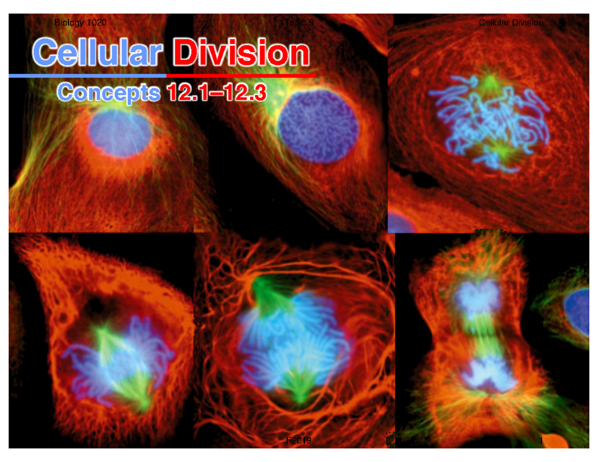 1020 - Cell Division - 19F notes - Cellular Biology 1020Concepts 12–12 ...