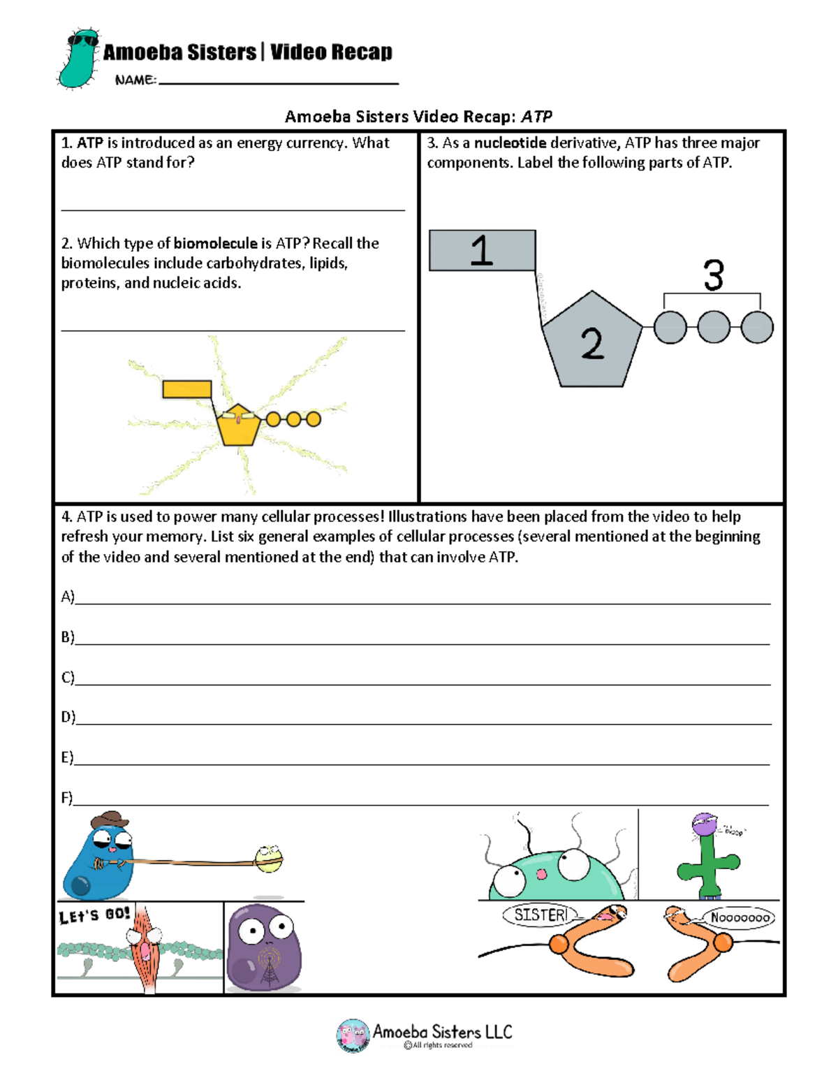 What is ATP Amoeba Sisters - Amoeba Sisters Video Recap: ATP ATP is ...