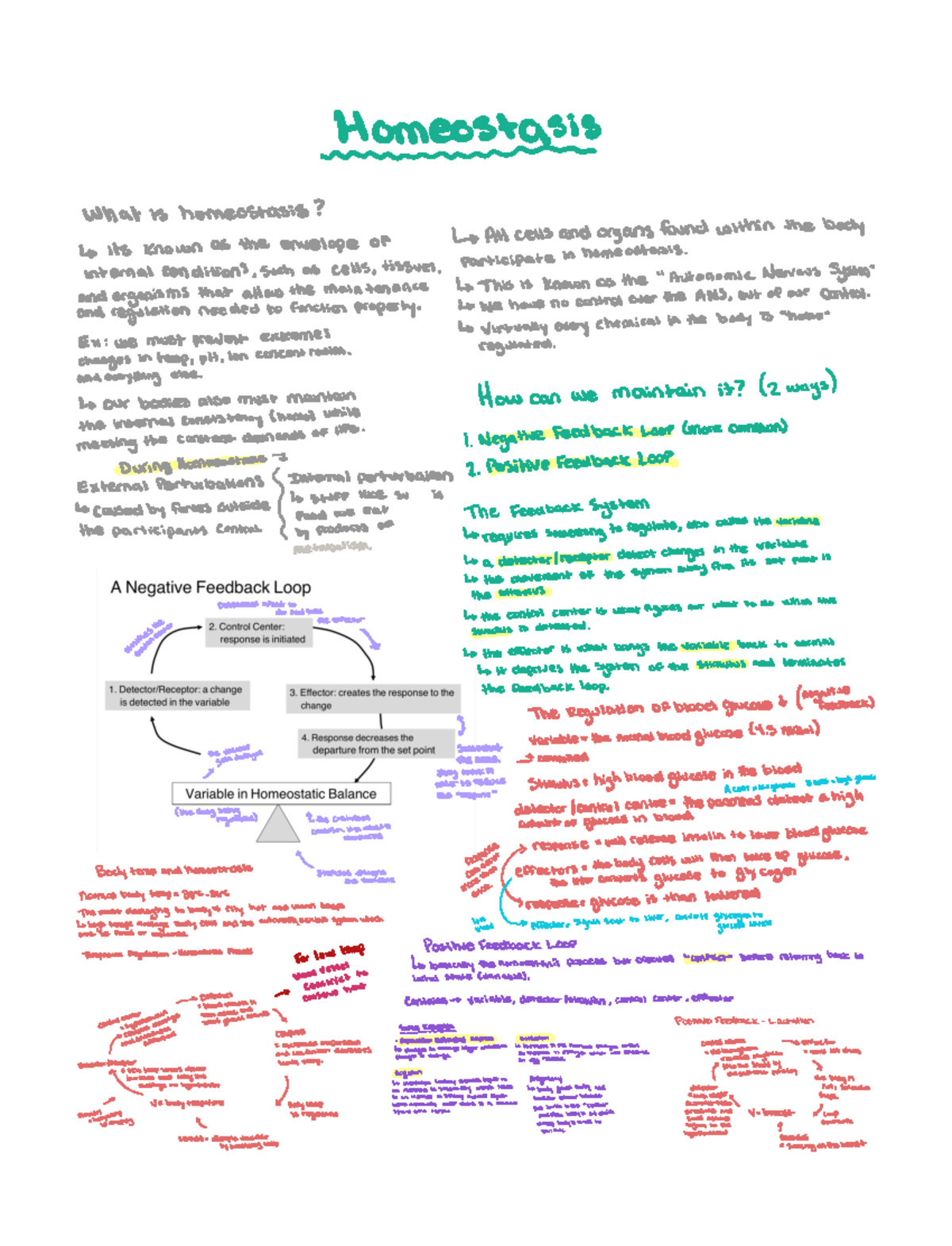Homeostasis Lecture Notes - 1H06 - McMaster - Studocu