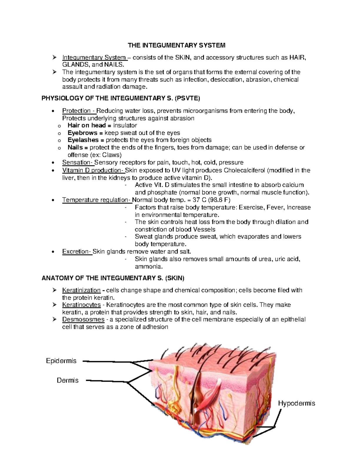 THE- Integumentary System - THE INTEGUMENTARY SYSTEM Integumentary ...