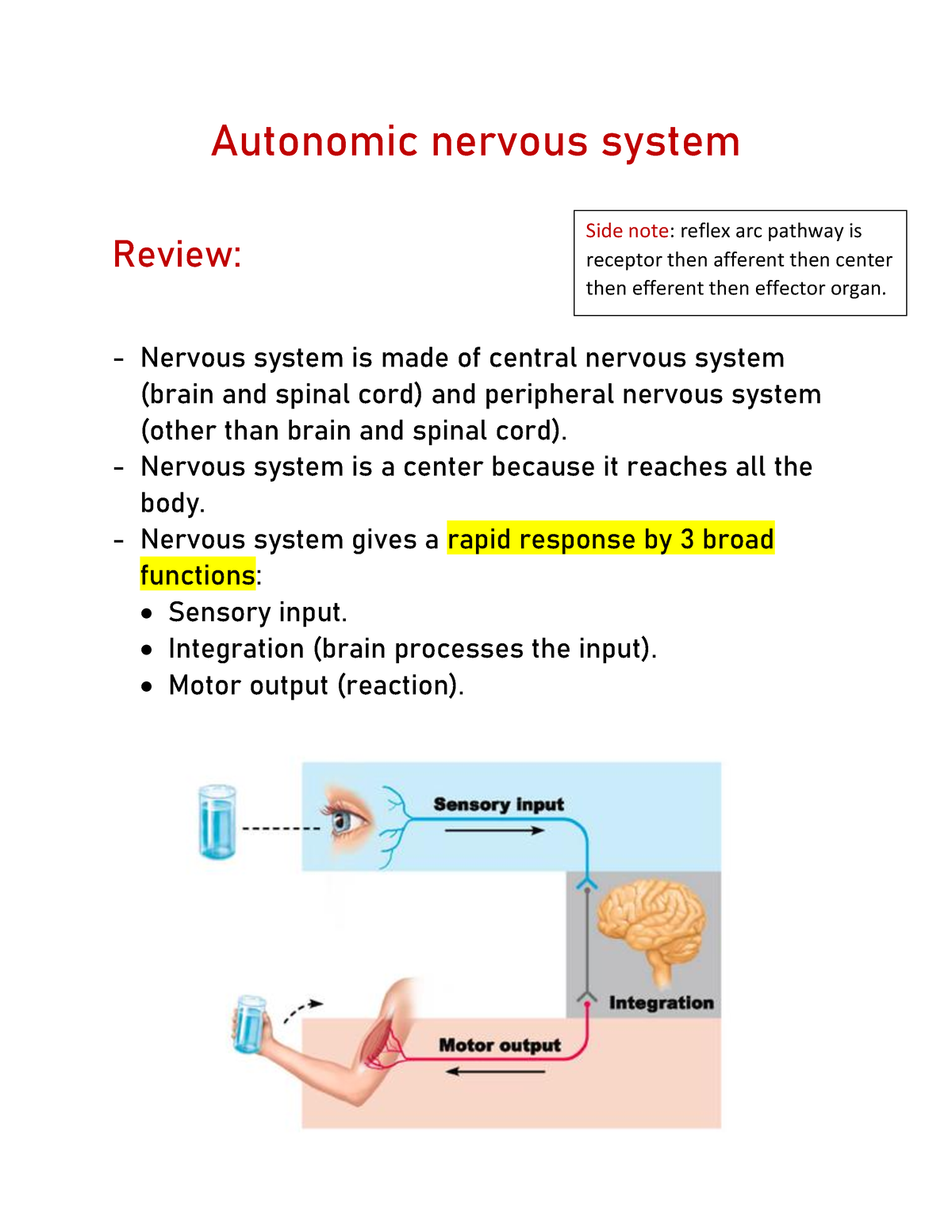 Autonomic Nervous System - Autonomic Nervous System Review: Nervous ...