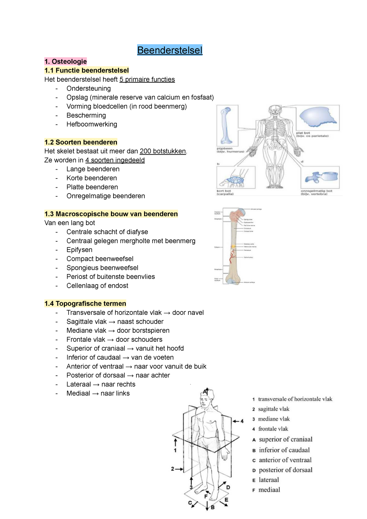 Samenvatting Beenderstelsel Beenderstelsel 1 Osteologie 1 Functie