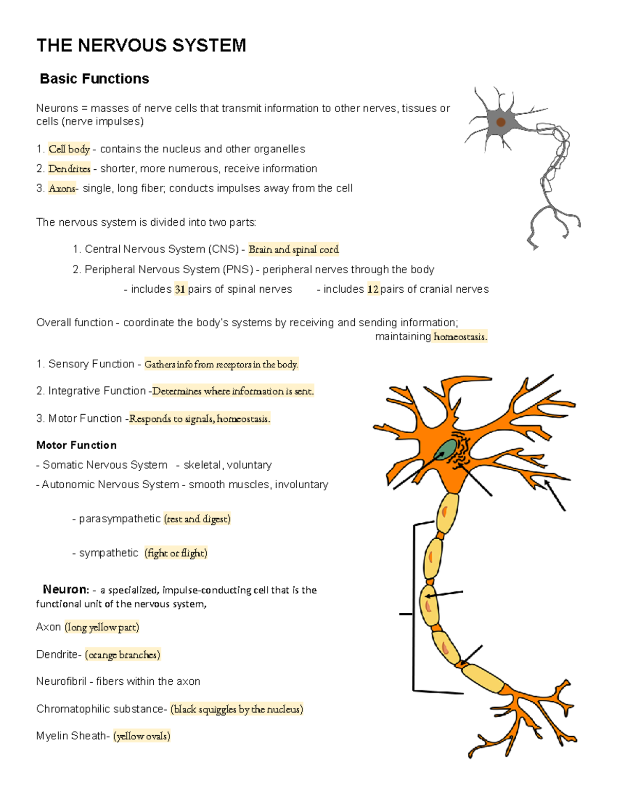 Guided Notes Nervous System Introduction - THE NERVOUS SYSTEM Basic ...