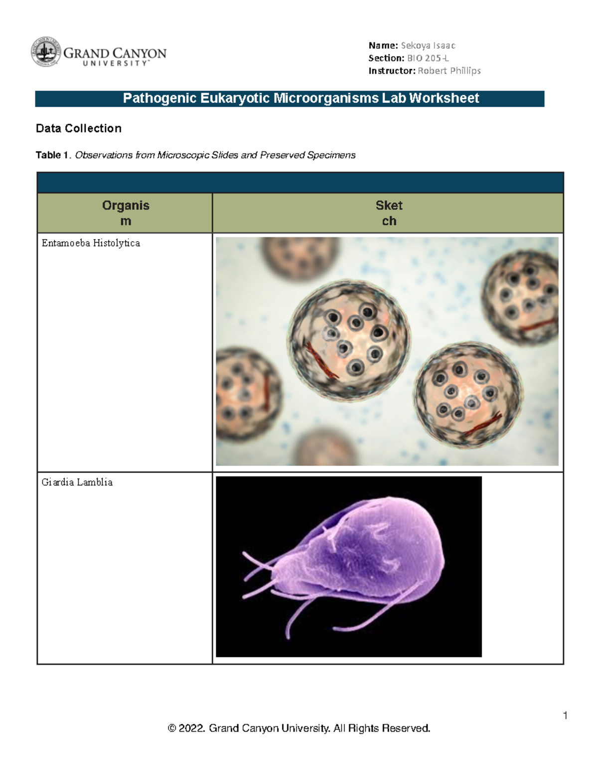 Pathogenic Eukaryotic Microorganisms Sec(on: BIO 205 L Instructor