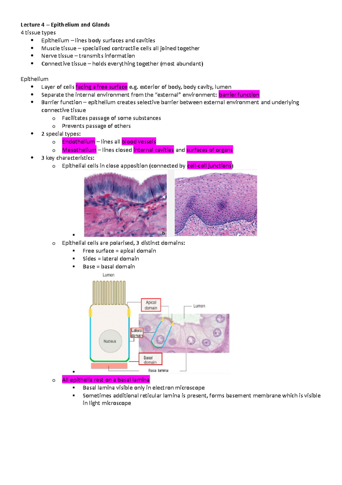 ANAT2008 Epithelium and Glands lecture notes - Lecture 4 – Epithelium ...