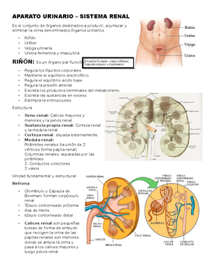 Renal-Resumen completo - IRRIGACIÓN DEL RIÑÓN Arteria Renal Vena Renal ...