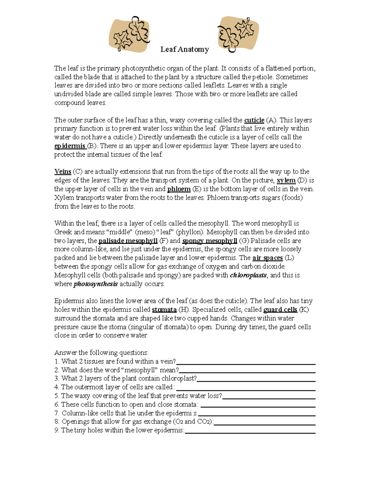 Leaf Anatomy coloring Leaf Anatomy The leaf is the primary
