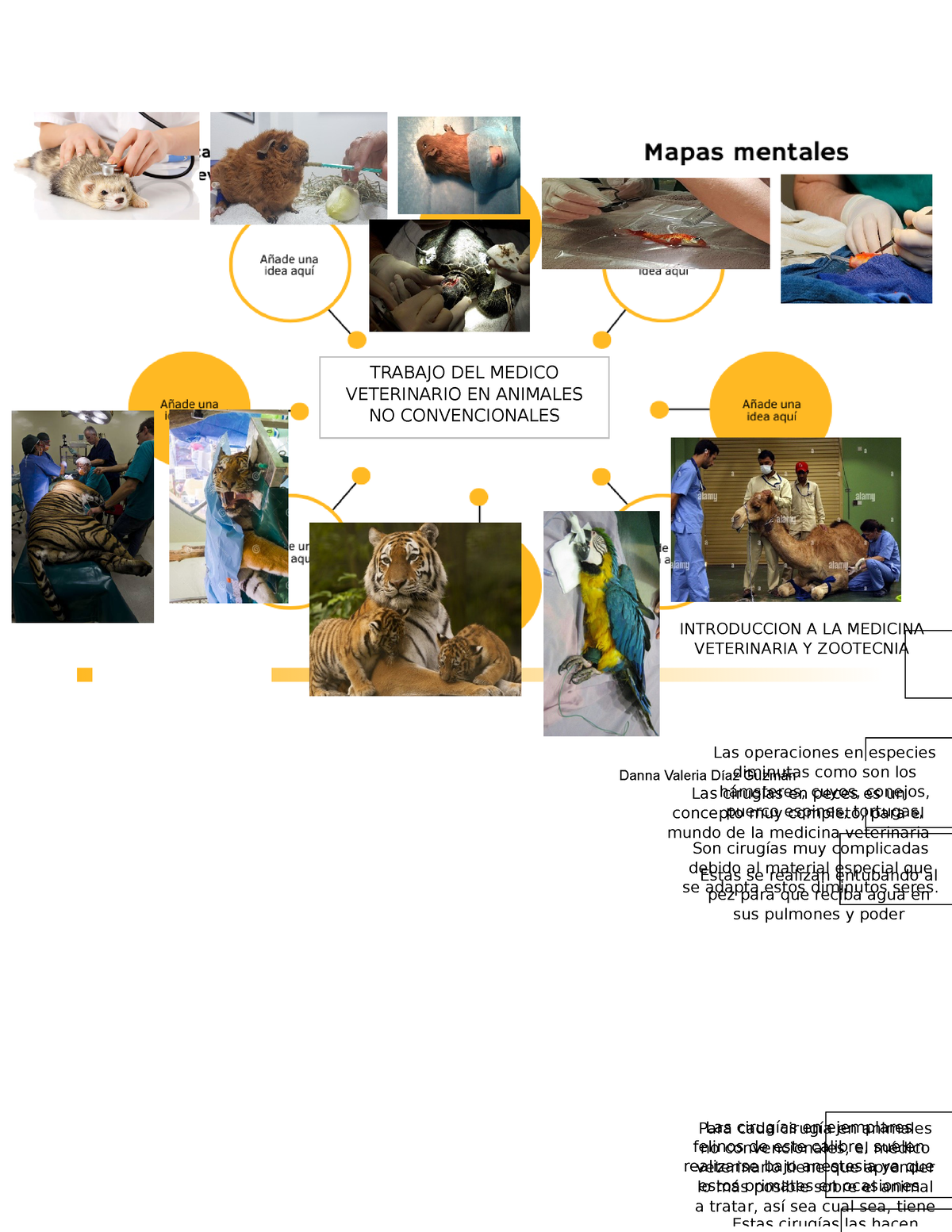 Mapa mental- animales no convencionales - Para cada cirugía en animales no  convencionales, el médico - Studocu