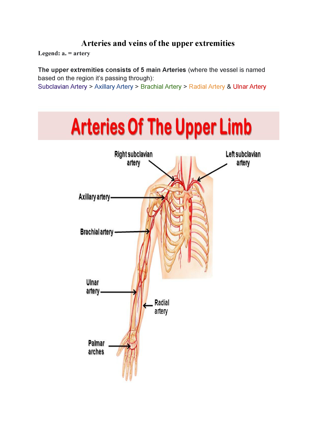 subclavian artery axillary artery