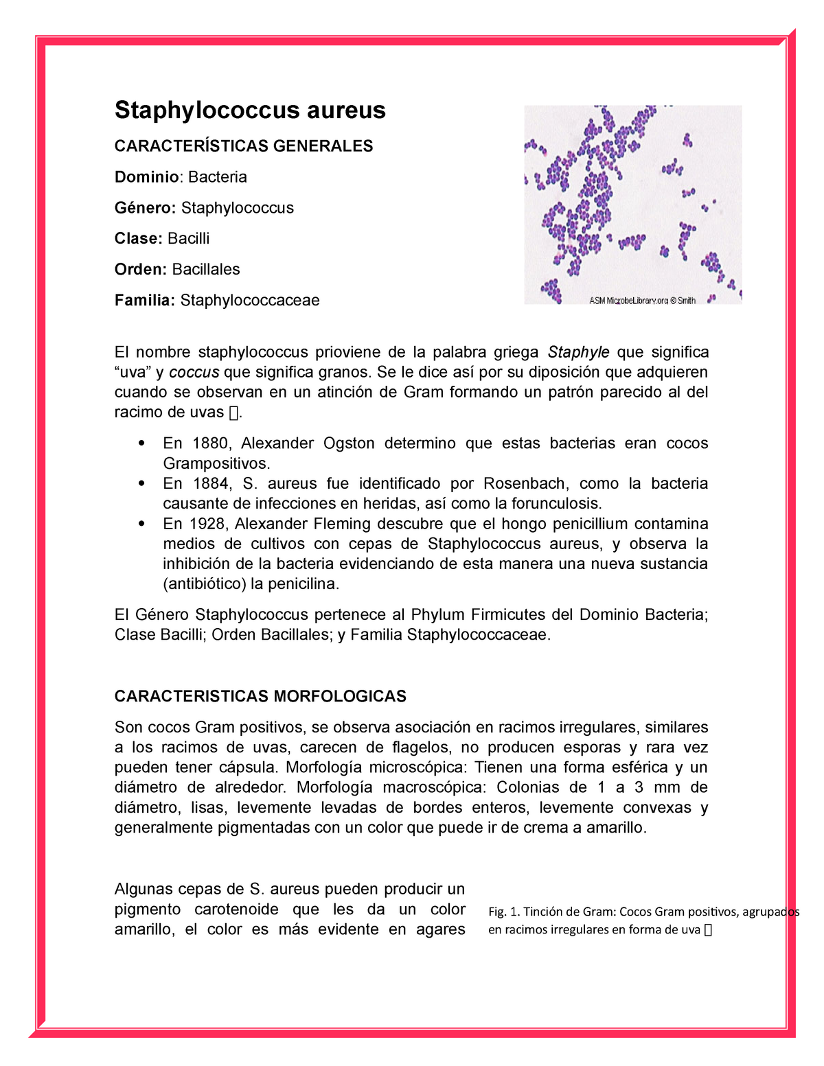 Staphylococcus aureus tinción de Gram