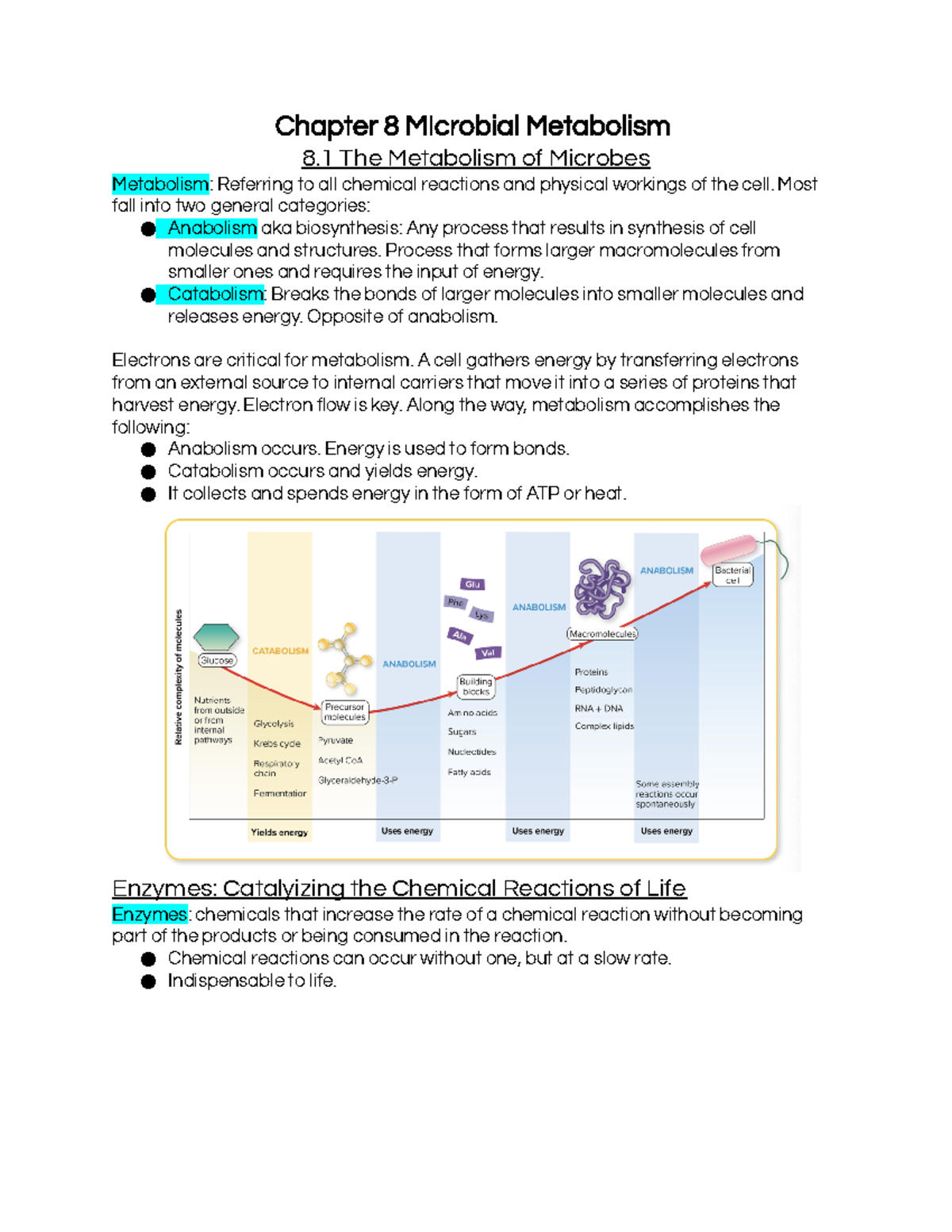 Microbiology Chapter 8: Microbial Metabolism - Chapter 8 MIcrobial ...