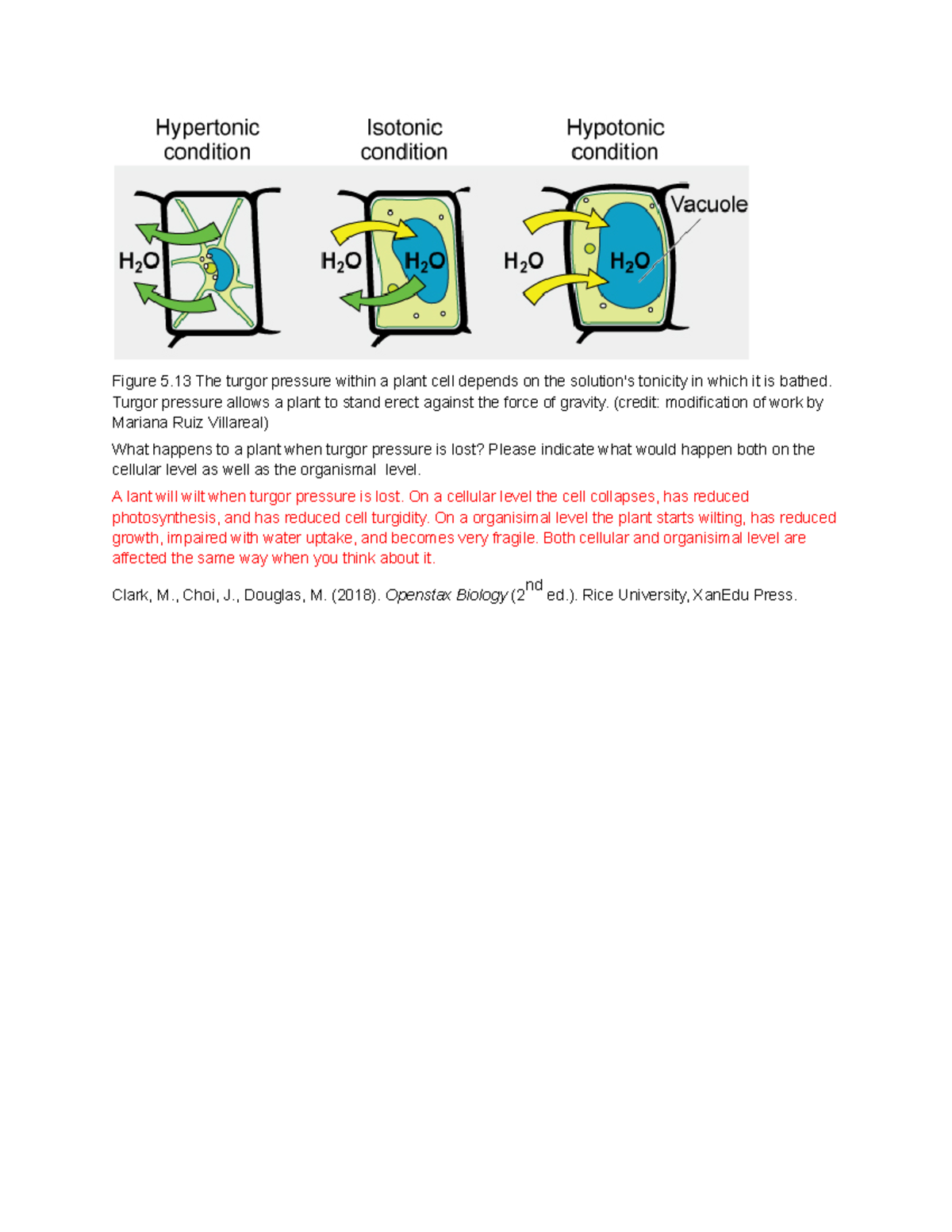 Tonicity of a Plant Cell Figure 5 The turgor pressure within a plant